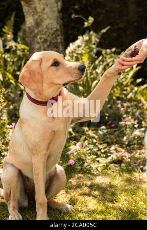 Labrador Welpe sitzt Stockfoto