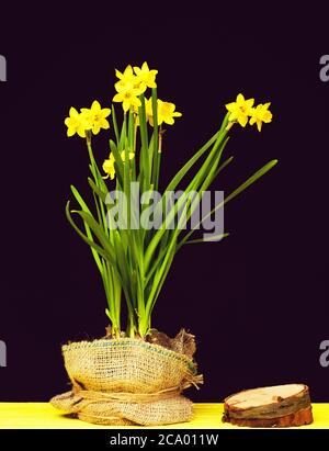 Narzissen von hellgelber Farbe wachsen in einem Topf mit Stück Sacktuch und Holzstumpf in der Nähe auf solide gelbe Oberfläche isoliert auf schwarzem Hintergrund bedeckt. Frühling und neues Lebenskonzept Stockfoto