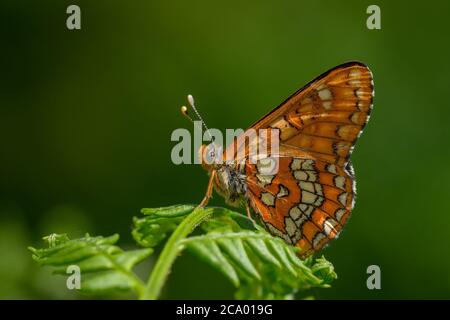 Seltene Fritillary (Euphydryas maturna), fotografiert in Hummelsvedjan, Schweden. Stockfoto