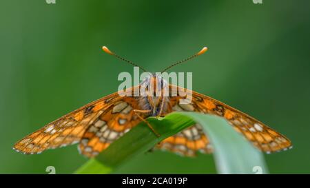 Seltene Fritillary (Euphydryas maturna), fotografiert in Hummelsvedjan, Schweden. Stockfoto