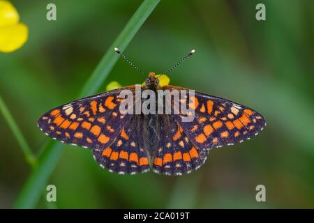 Seltene Fritillary (Euphydryas maturna), fotografiert in Hummelsvedjan, Schweden. Stockfoto