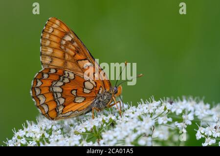 Seltene Fritillary (Euphydryas maturna), fotografiert in Hummelsvedjan, Schweden. Stockfoto