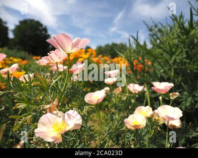 Kalifornischer Mohn Mohnblumen Hell Bunt Stockfoto