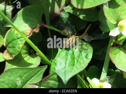 Hawker Libelle auftauchende und entrollende Flügel Stockfoto