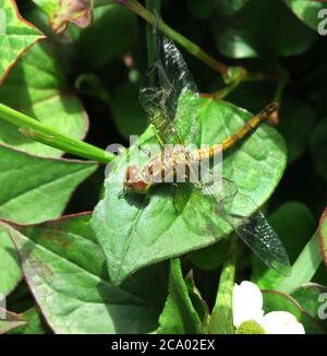 Hawker Libelle auftauchende und entrollende Flügel Stockfoto