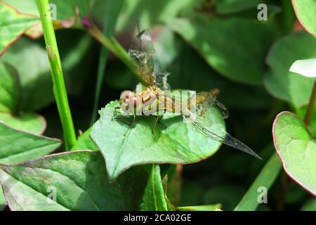 Hawker Libelle auftauchende und entrollende Flügel Stockfoto