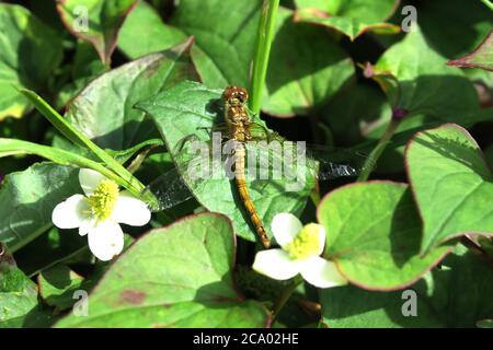 Hawker Libelle auftauchende und entrollende Flügel Stockfoto