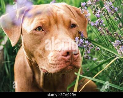 Liebenswerte, hübsche Welpen von Schokolade Farbe. Nahaufnahme Stockfoto