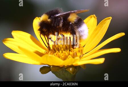 Berlin, Deutschland. Juli 2020. Eine Erdhummel, die zur Gattung der echten Bienen gehört, sitzt auf der Blüte einer mehrjährigen Sonnenblume und sammelt Nektar für die Winterversorgung am Ende des Sommerkleides. Quelle: Wolfgang Kumm/dpa/Alamy Live News Stockfoto