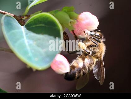 Berlin, Deutschland. Juli 2020. Eine Honigbiene sitzt auf der Blüte einer Waldbeere und sammelt Nektar für die Winterversorgung am Ende der Sommersaison. Quelle: Wolfgang Kumm/dpa/Alamy Live News Stockfoto