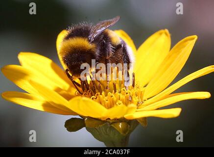 Berlin, Deutschland. Juli 2020. Eine Erdhummel, die zur Gattung der echten Bienen gehört, sitzt auf der Blüte einer mehrjährigen Sonnenblume und sammelt Nektar für die Winterversorgung am Ende des Sommerkleides. Quelle: Wolfgang Kumm/dpa/Alamy Live News Stockfoto