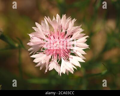 Wild Pink Cornflower Makro Nahaufnahme Stockfoto