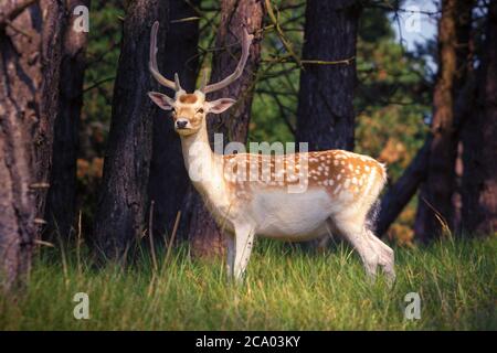 Der junge Buck zeigt sein weiß gepunktetes Sommerfell und überblickt die Szene Stockfoto