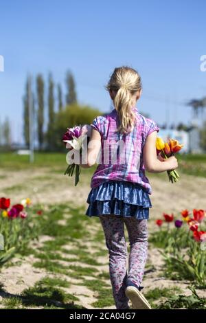 Mädchen (8) im Tulpenfeld, Rostock, Mecklenburg-Vorpommern, Deutschland Stockfoto