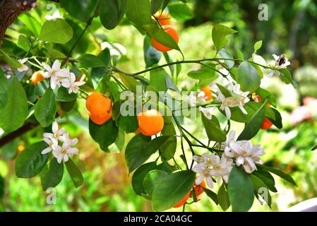 Mandarine (Citrus reticulata) mit Blumen und Früchten Stockfoto