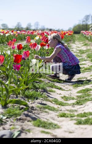 Mädchen (8) im Tulpenfeld, Rostock, Mecklenburg-Vorpommern, Deutschland Stockfoto