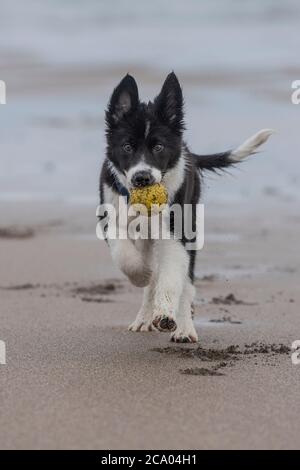 collie Hund Welpe mit einem Ball Stockfoto