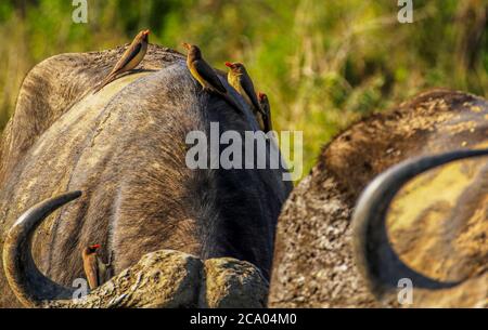 Oxpecker Vögel sitzen auf der Rückseite des afrikanischen Kapbüffels im Kruger National Park, Südafrika Stockfoto