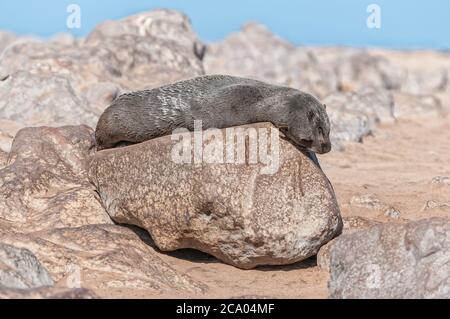 Ein Kappelzrobbe, Arctocephalus pusillus, der sich in der Sonne am Kapkreuz in Namibia sonnt Stockfoto