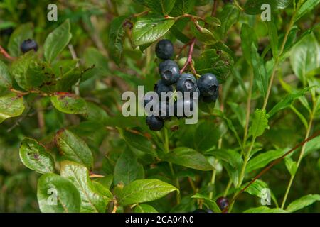 Heidelbeeren auf Busch Stockfoto