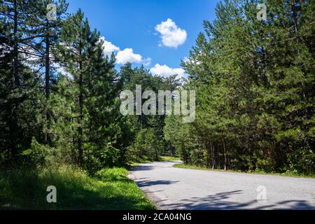 Ein Spaziergang auf dem Bergwald an einem sonnigen Sommertag in Zlatibor, Serbien. Die Straße führt durch dichten Wald Stockfoto
