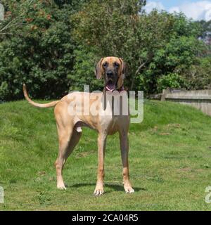 Deutsche Dogge Stockfoto