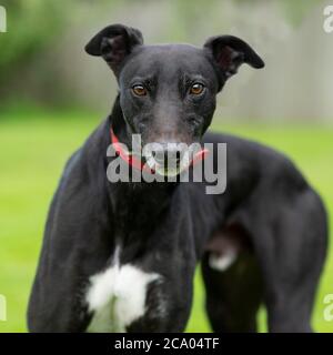 Windhund Stockfoto