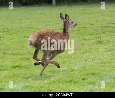 Rothirsch Kalb läuft weg Stockfoto