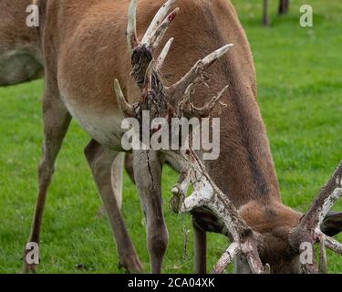 Hirsch Samt auf einem roten Hirsch Stockfoto