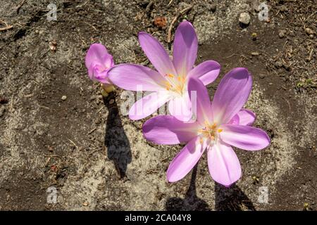 Weite offene violette Krokusblüten, Blick von oben an einem sonnigen Tag Stockfoto