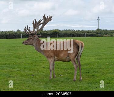 englische Art Hirsch Stockfoto