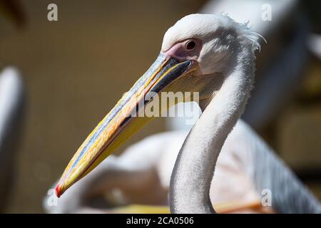 Ein Pelikan im St James's Park in London. Stockfoto