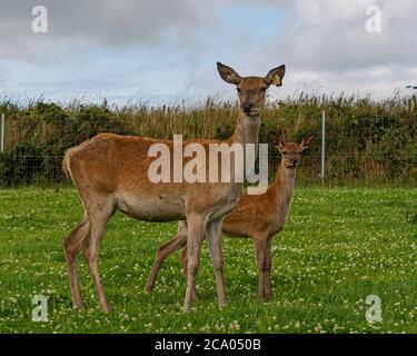 Zucht Hinterhand und Kalb Stockfoto