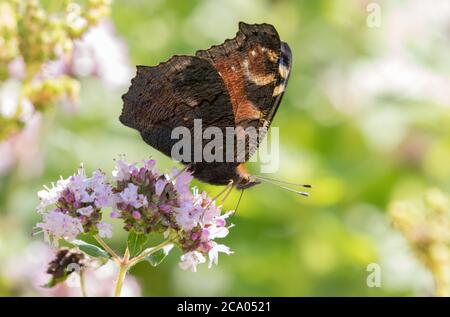 Pfauenschmetterling auf einer Blume im High Batts Nature Reserve in der Nähe von Ripon, North Yorkshire Stockfoto
