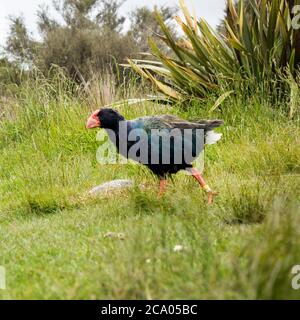 takahe und weka neuseeländische Vögel erkunden den Campingplatz entlang des Heaphy Great Walk Trail Stockfoto