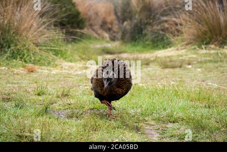 takahe und weka neuseeländische Vögel erkunden den Campingplatz entlang des Heaphy Great Walk Trail Stockfoto