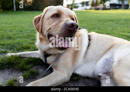 Blonde Dudley Labrador Hund liegt auf dem Boden mit seiner Leine an Stockfoto