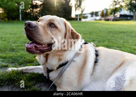 Blonde Dudley Labrador Hund liegt auf dem Boden mit seiner Leine an Stockfoto