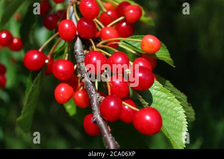 Das Bild zeigt wilde Kirschen in der Natur Stockfoto