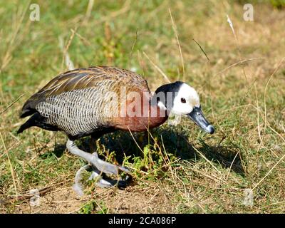 Weißgesichtige Pfeifente (Dendrocygna viduata), die auf Gras läuft Stockfoto