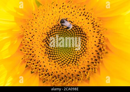 Münsterland, Deutschland. August 2020. Eine Hummel feiert bei warmem und sonnigem Sommerwetter an Pollen und Nektar einer großen gelben Sonnenblume (helianthus). Kredit: Imageplotter/Alamy Live Nachrichten Stockfoto