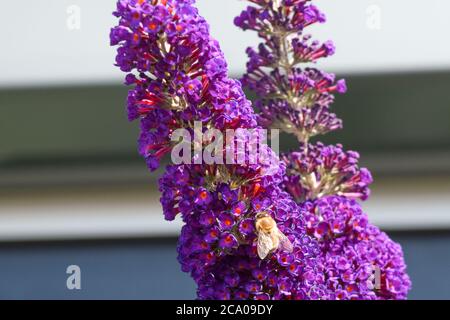 Biene auf Sommerflieder sitzend Stockfoto