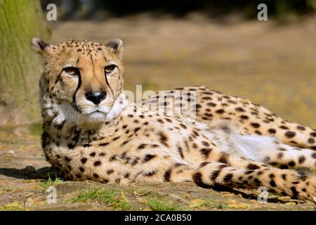 Closeup afrikanischen Geparden (Acinonyx jubatus) liegen auf dem Boden Stockfoto