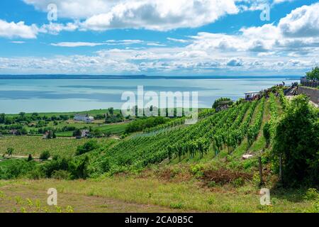 Schöne Aussicht auf den Plattensee mit Weinbergen vom Badacsony Hügel Stockfoto