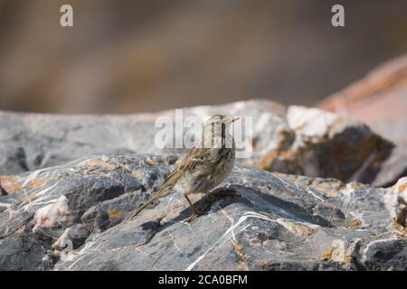 Juvenile Rock Pipit (anthus petrosus), Meadowfoot, Torquay, Devon, Großbritannien. Stockfoto