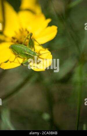 Ein gesprenkeltes Buschkricket (Leptophyes punctatissima) auf einer coleopsis verticillata Pflanze in einem Garten in Exeter, Devon, UK. Stockfoto