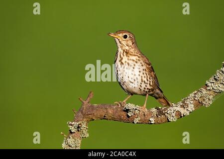 Liederdrossel sitzt auf Zweig in der sommerlichen Natur. Stockfoto