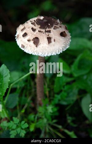 Sonnenschirm Pilz Stockfoto
