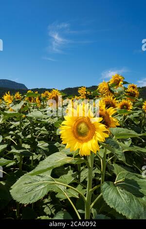 Gewöhnliche Sonnenblume, Helianthus annuus, blühend im Feld. Baskenland. Spanien. Stockfoto