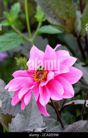 Buff-tailed Bumblebee, Bombus terrestris Fütterung auf rosa Dahlia 'Faszination' Stockfoto